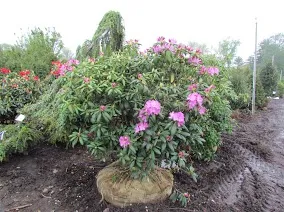 Landscaping Service photo 8