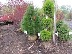 Landscaping Service photo 5