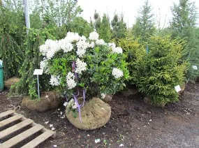 Landscaping Service photo 7