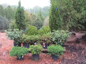 Landscaping Service photo 11
