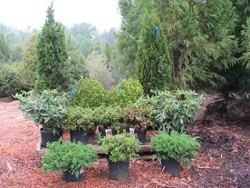 Landscaping Service photo 12