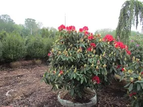 Landscaping Service photo 9