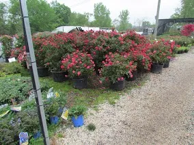 Landscaping Service photo 2