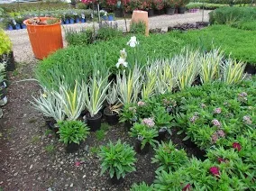 Landscaping Service photo 3