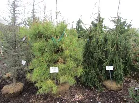 Landscaping Service photo 6
